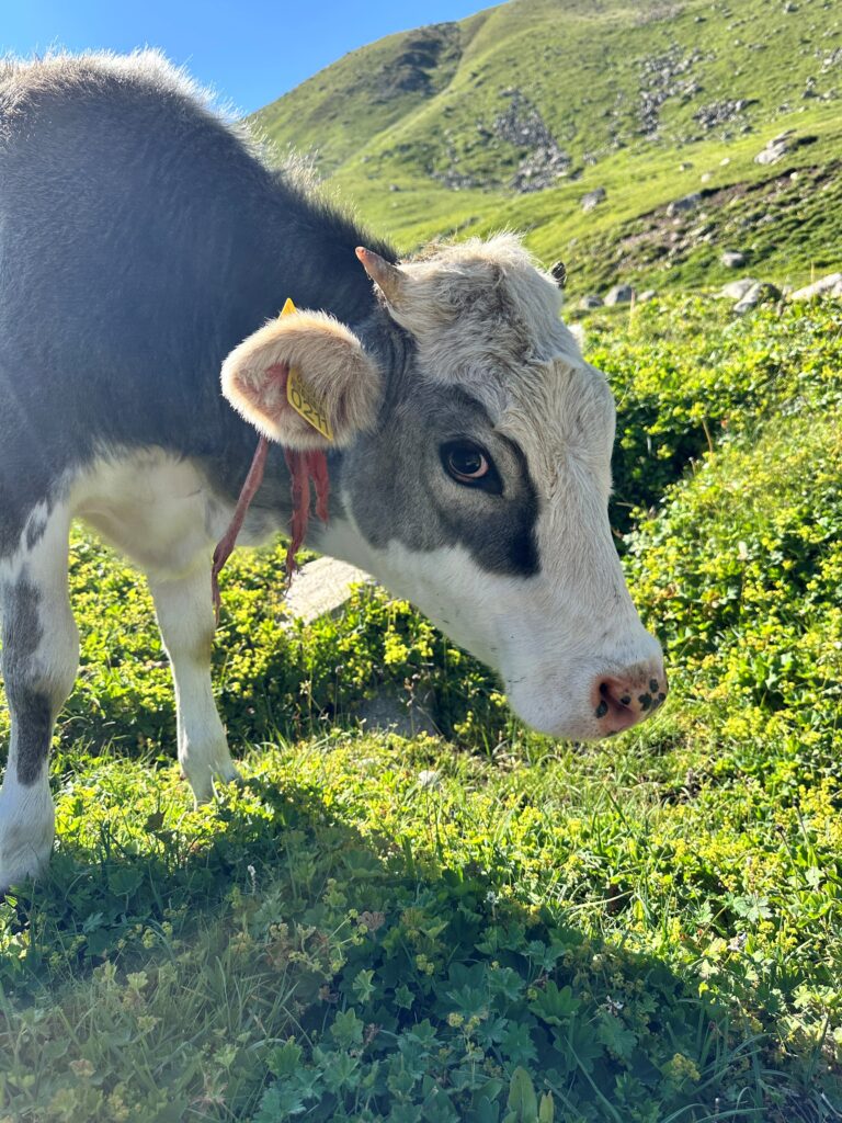 Karakol